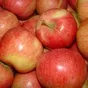 принимаем заказы на яблоко сорта Гала в Симферополе и республике Крым