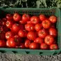 помидоры оптом в Симферополе 2