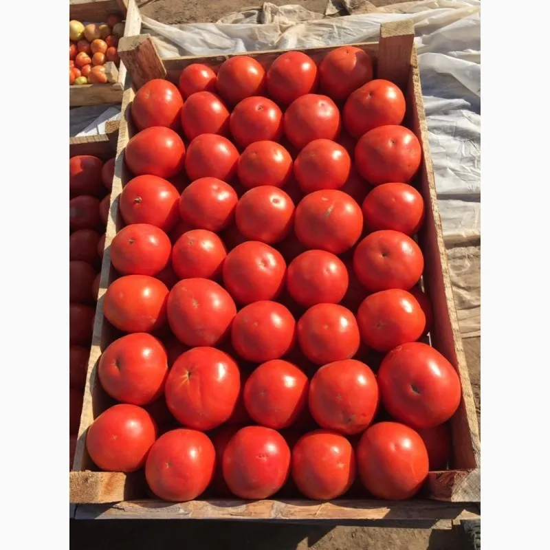 помидоры оптом в Симферополе
