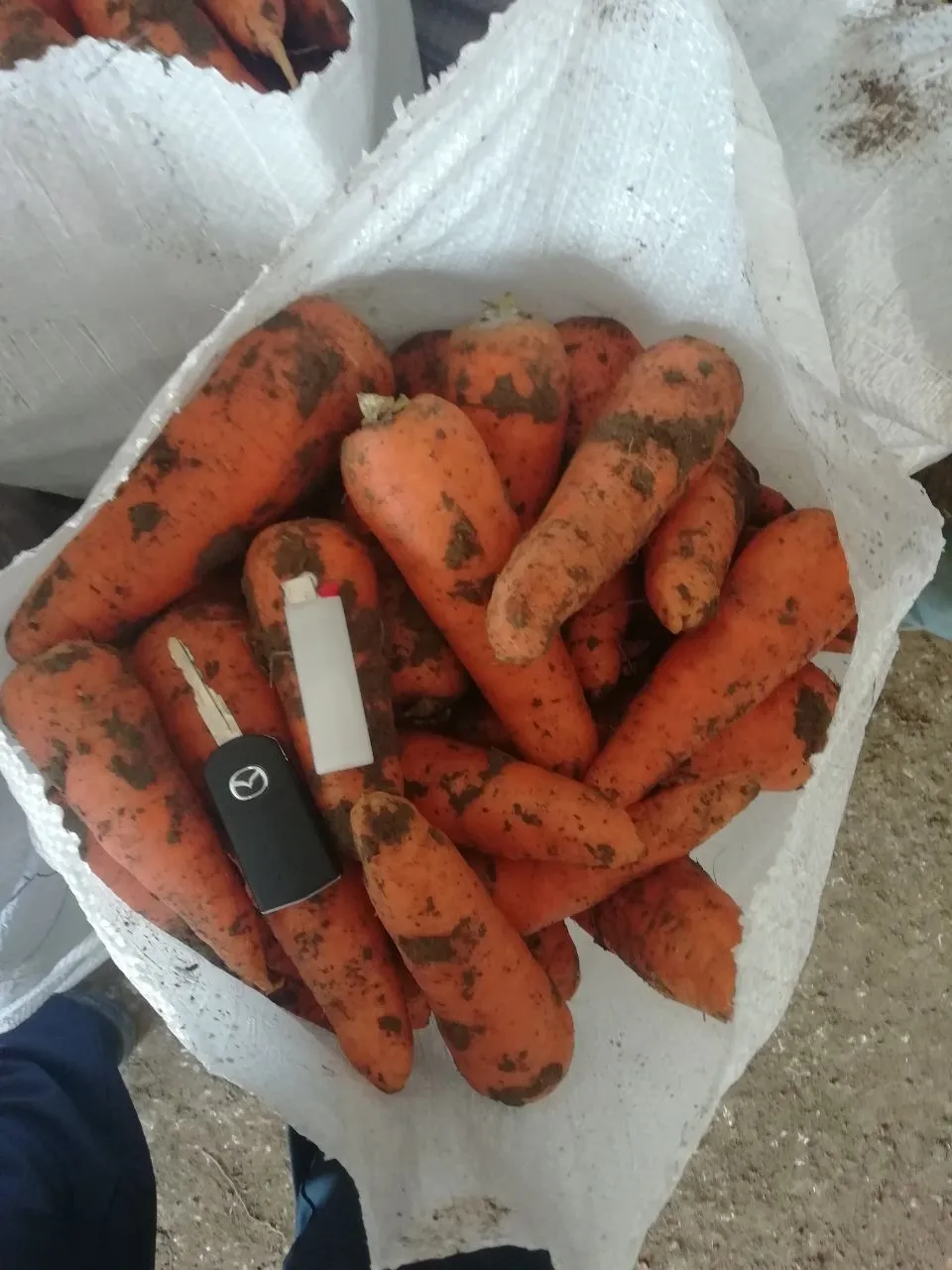 морковь сорт 