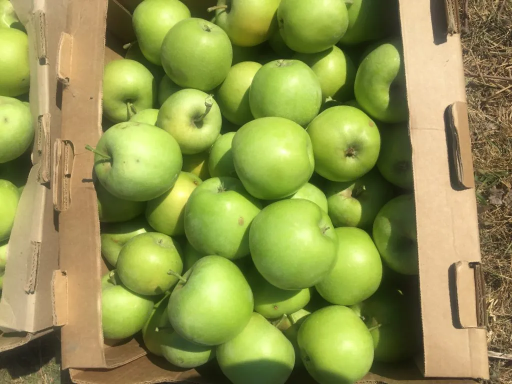 яблоки от производителя оптом в Симферополе 2