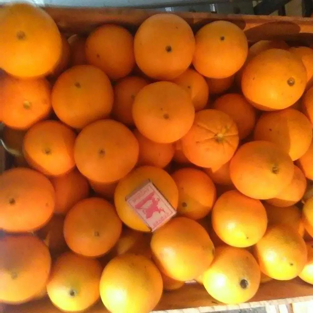 апельсины Абхазские от производителя в Симферополе 3