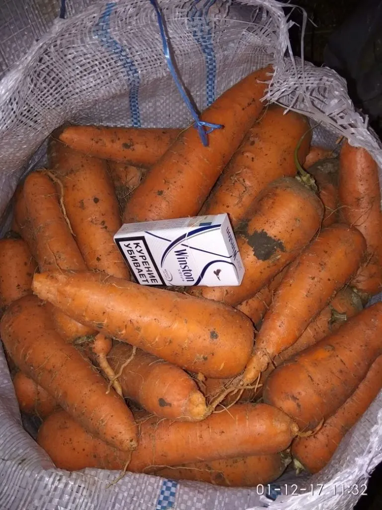 морковь, сорт абака, Волгоград в Симферополе 4