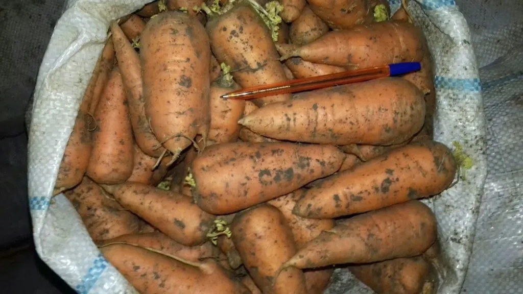 морковь, сорт абака, Волгоград в Симферополе 2