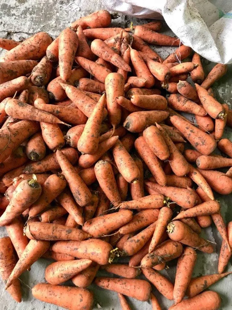 морковь, сорт абака, Волгоград в Симферополе 3