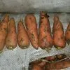 морковь, сорт абака, Волгоград в Симферополе