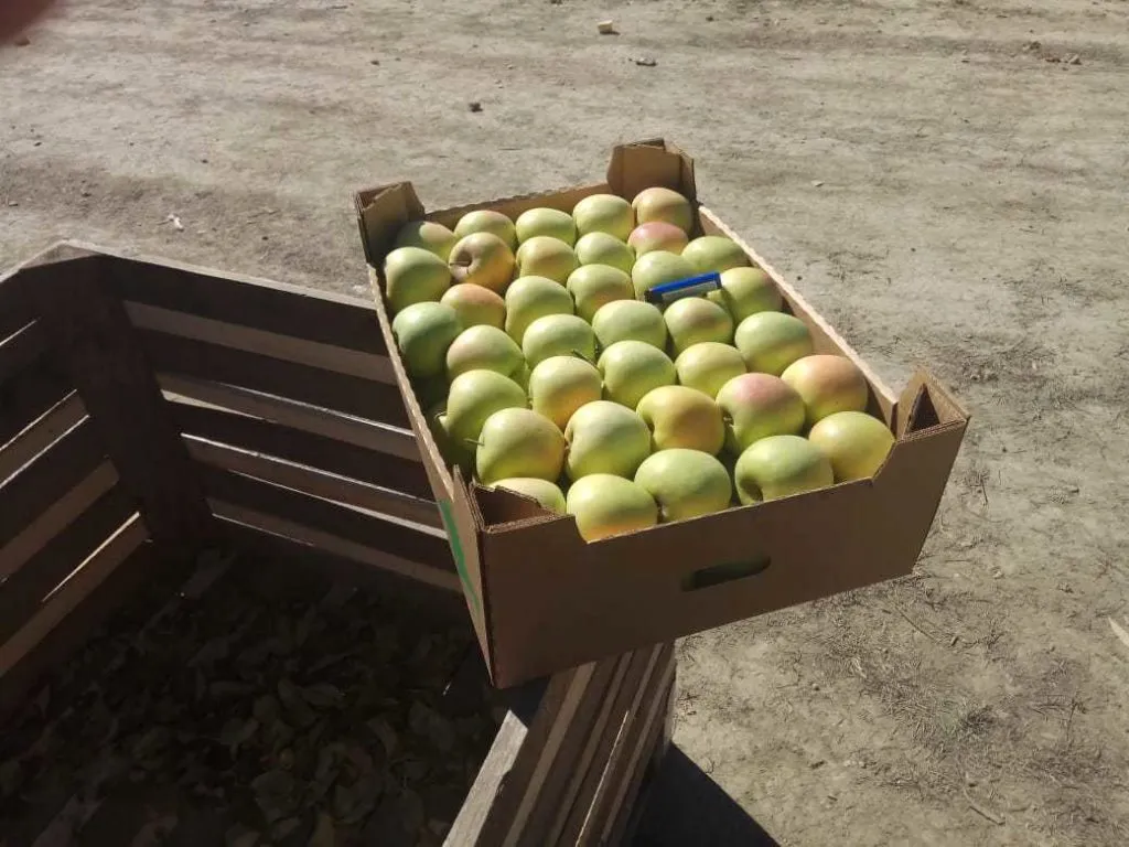 яблоки сортовые и градобойные оптом в Белогорске 4