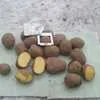 картофель сорт Крона, Аризона, Гала  в Симферополе 10