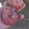 картофель сорт Крона, Аризона, Гала  в Симферополе 6