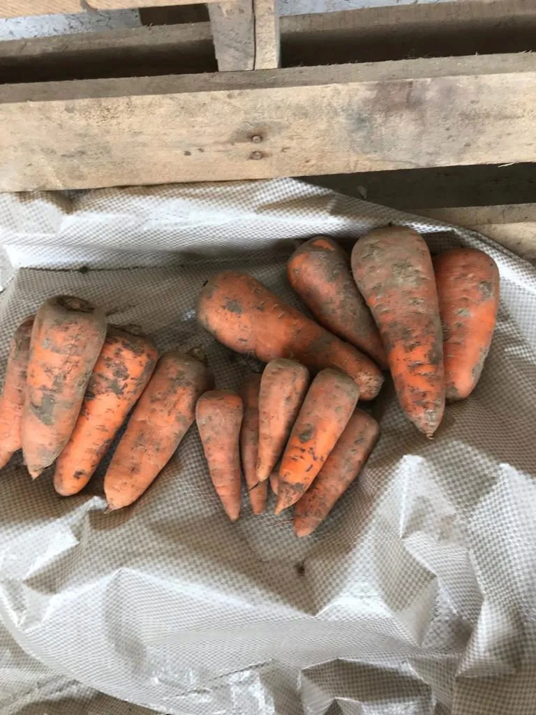 фотография продукта Морковь сорта абака, каскад, купар оптом