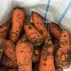 морковь, сорт абака, каскад, купар в Симферополе 3