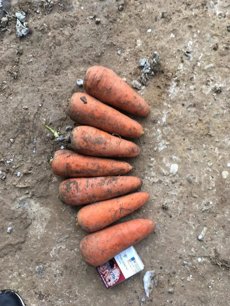 фотография продукта Морковь, сорт абака, каскад, купар