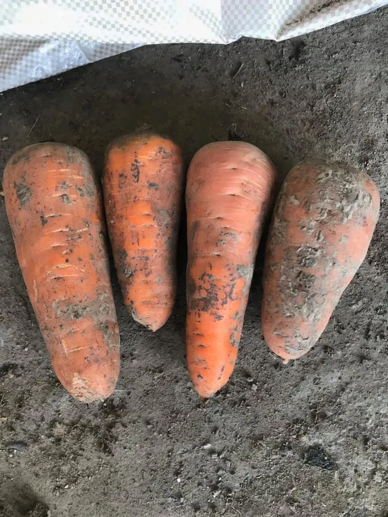 фотография продукта Морковь, сорт каскад, абака, сильвано
