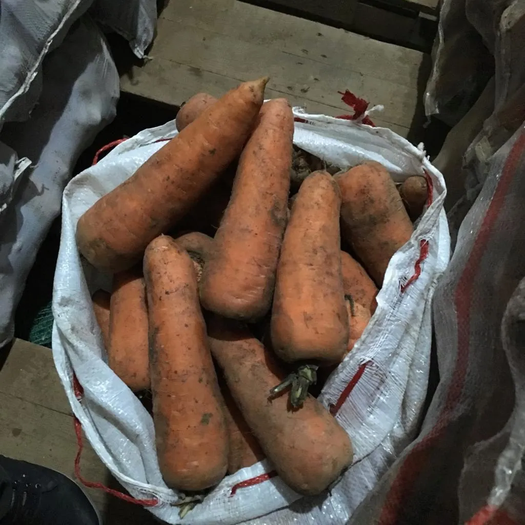 фотография продукта Морковь каскад, абака, сильвано