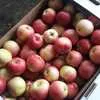 яблоки голден, гренни,симеренко в Симферополе 7