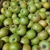 яблоки голден, гренни,симеренко в Симферополе 4