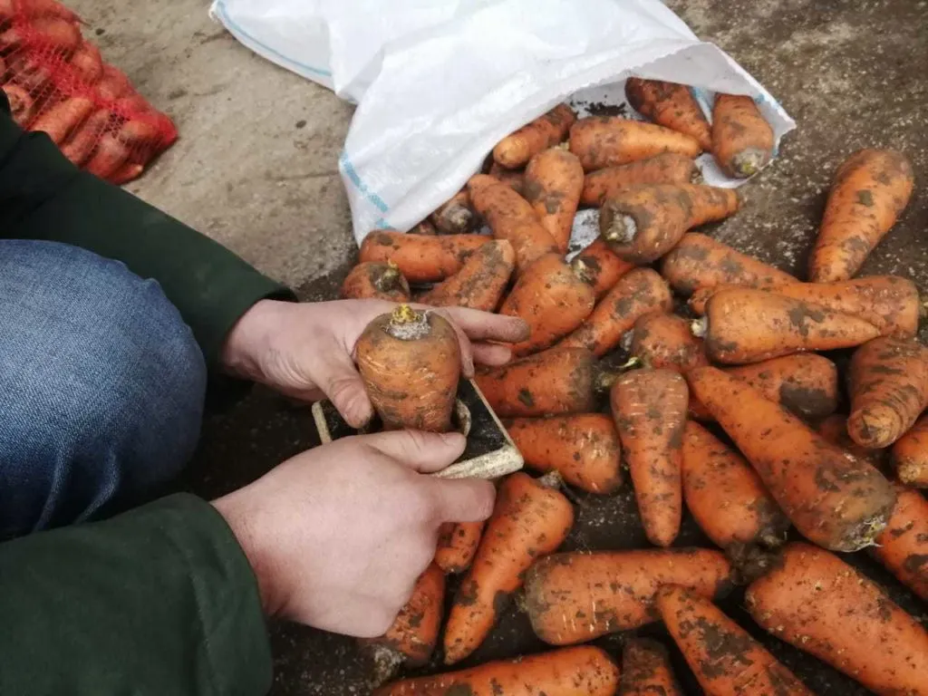 морковь, сорт абака, каскад Крым в Симферополе 3