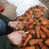 морковь, сорт абака, каскад Крым в Симферополе 3