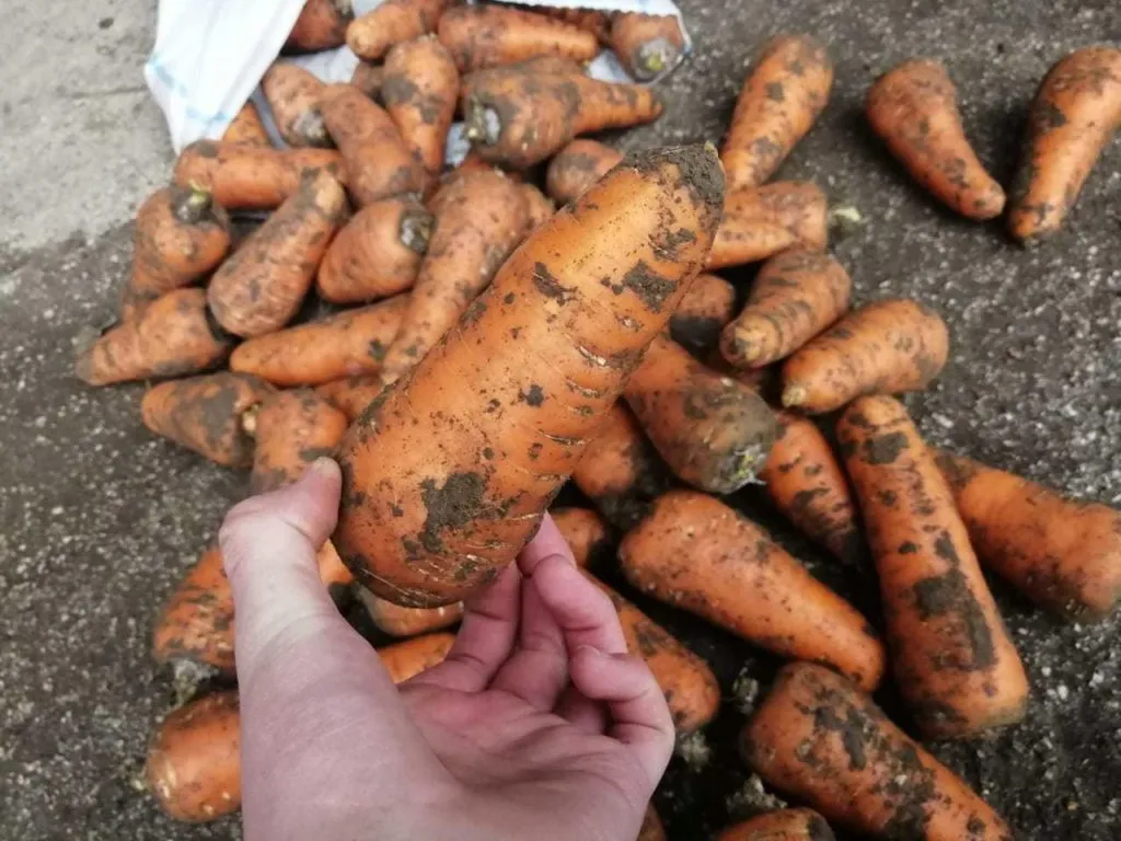 морковь, сорт абака, каскад Крым в Симферополе 7