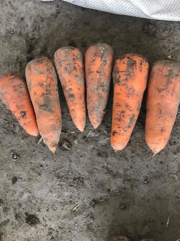 морковь, сорт абака, каскад Крым в Симферополе 2