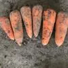 морковь, сорт абака, каскад Крым в Симферополе 2