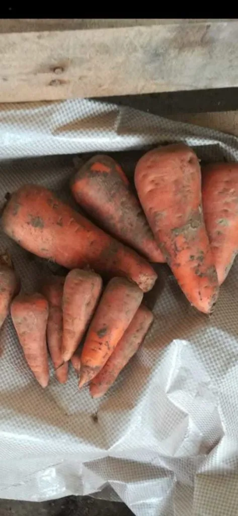 морковь, сорт абака, каскад Крым в Симферополе 6