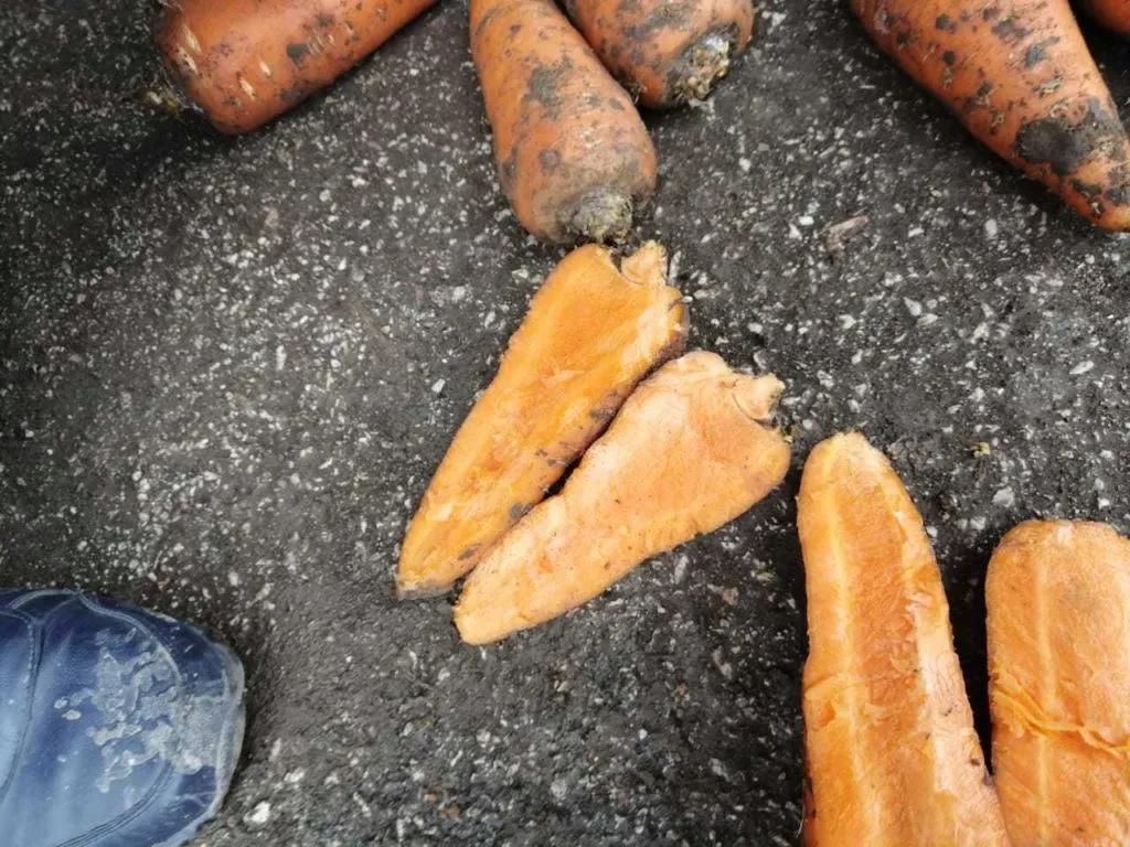 морковь, сорт абака, каскад Крым в Симферополе 5