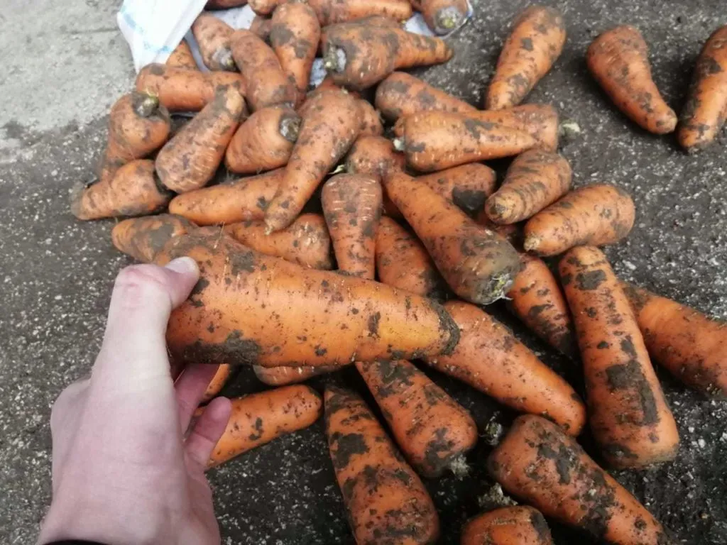 морковь, сорт абака, каскад Крым в Симферополе 4