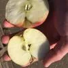 яблоки голден, айдаред,прикубанское в Симферополе 4