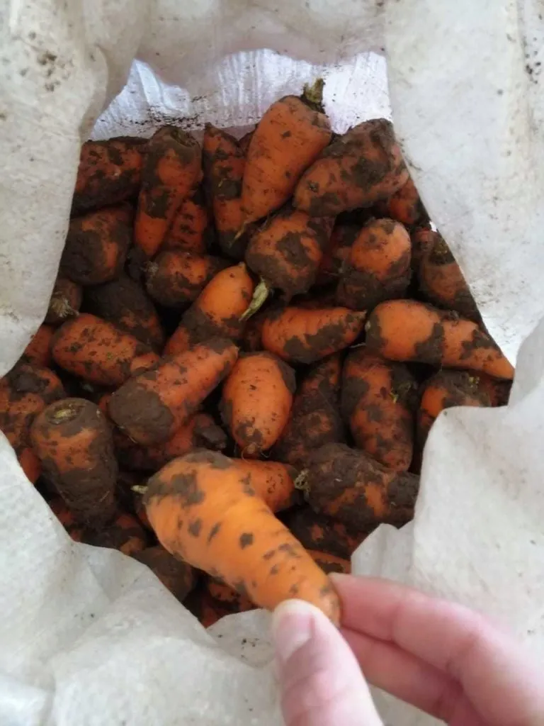 морковь мелкая   в Белогорске
