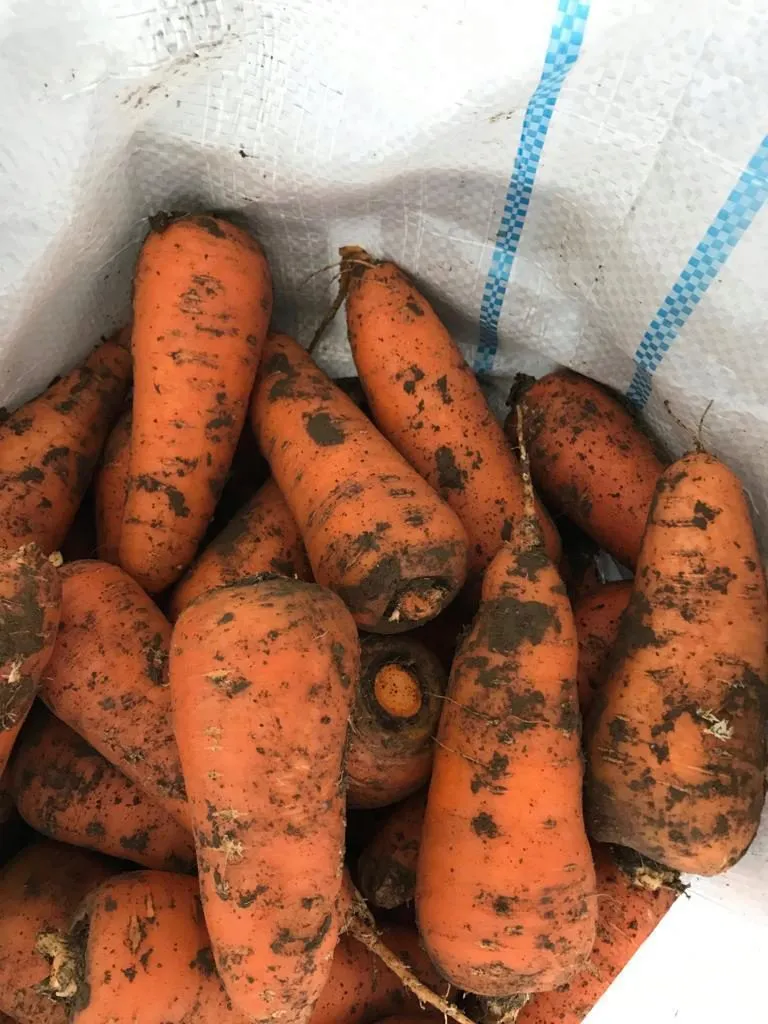 фотография продукта Морковь абака, каскад оптом Крым