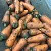 морковь, картофель оптом в Симферополе