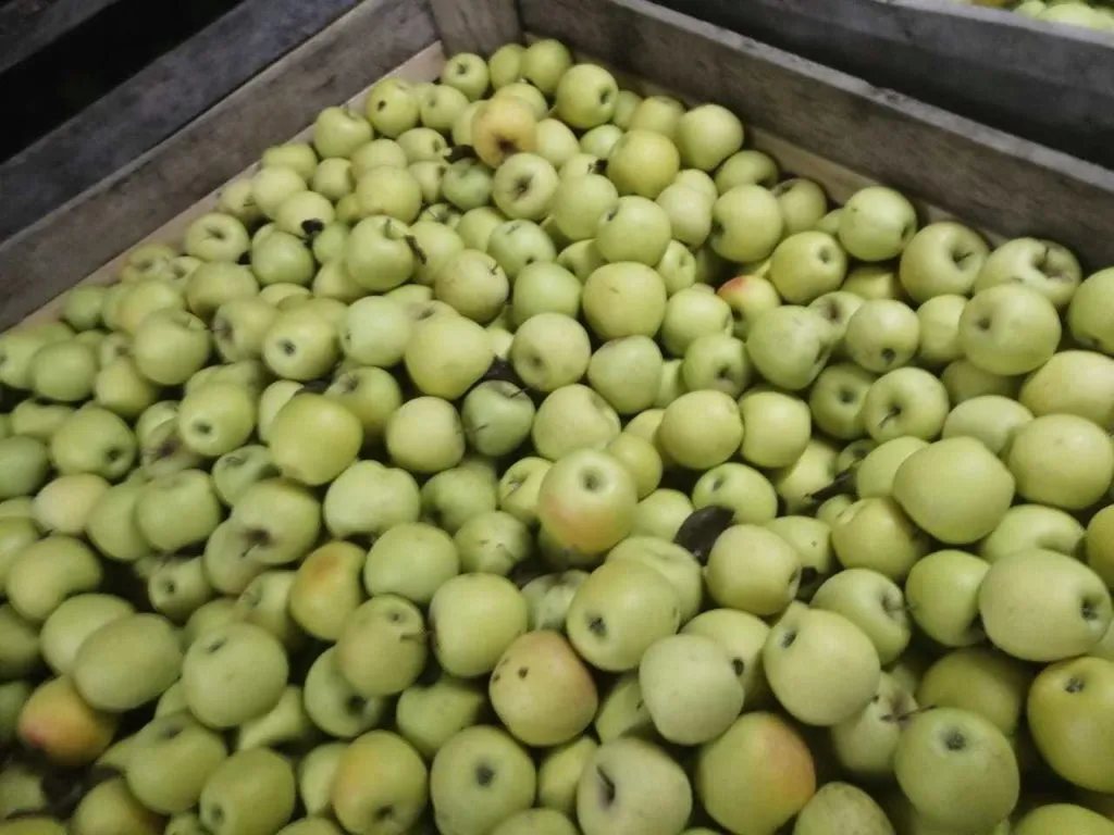 яблоки голден, фуджи Крым в Симферополе