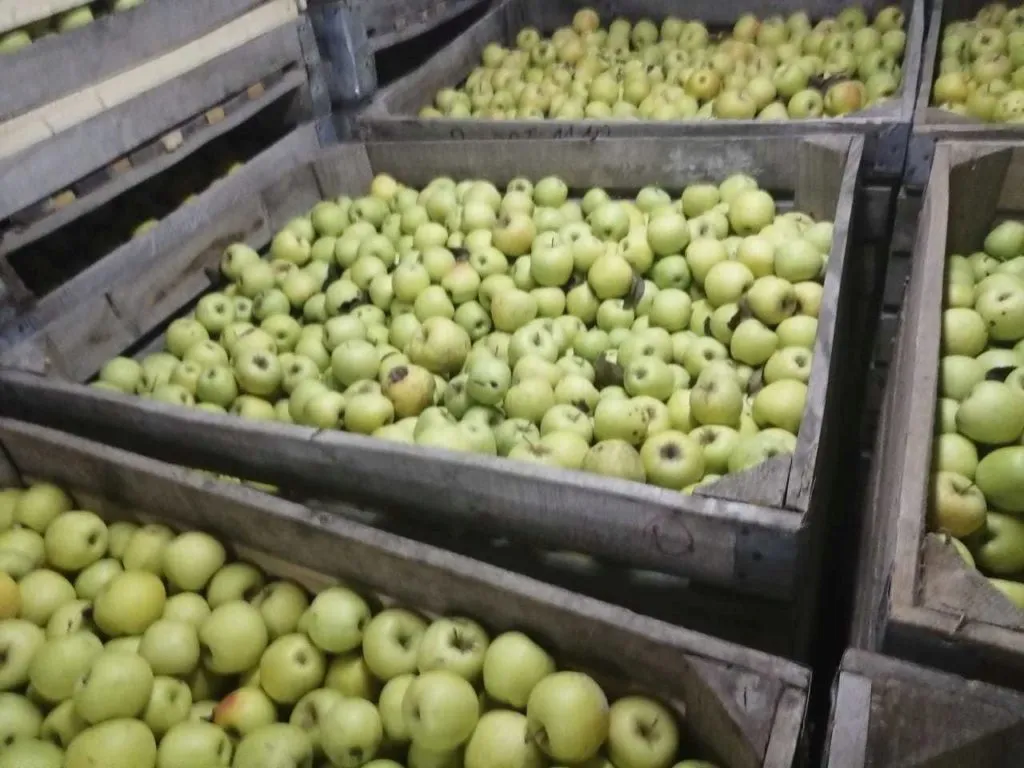 яблоки голден Крым в Белогорске 3