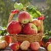 яблоки, персики в сезонный период в Симферополе