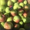 яблоки- боровинка, персики- рэд хевен в Симферополе 4