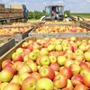 яблоки оптом из Крыма в Симферополе