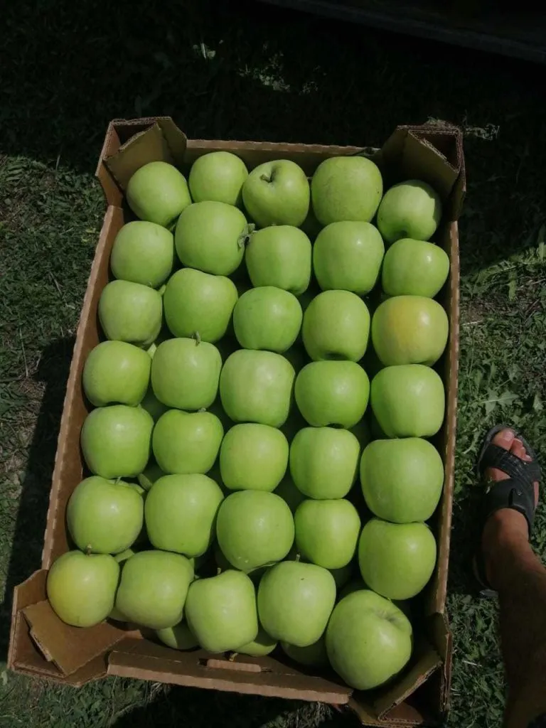 яблоки голден, гренни Крым в Симферополе 2
