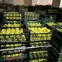 яблоки Гольден сортовой на переработку в Симферополе и республике Крым