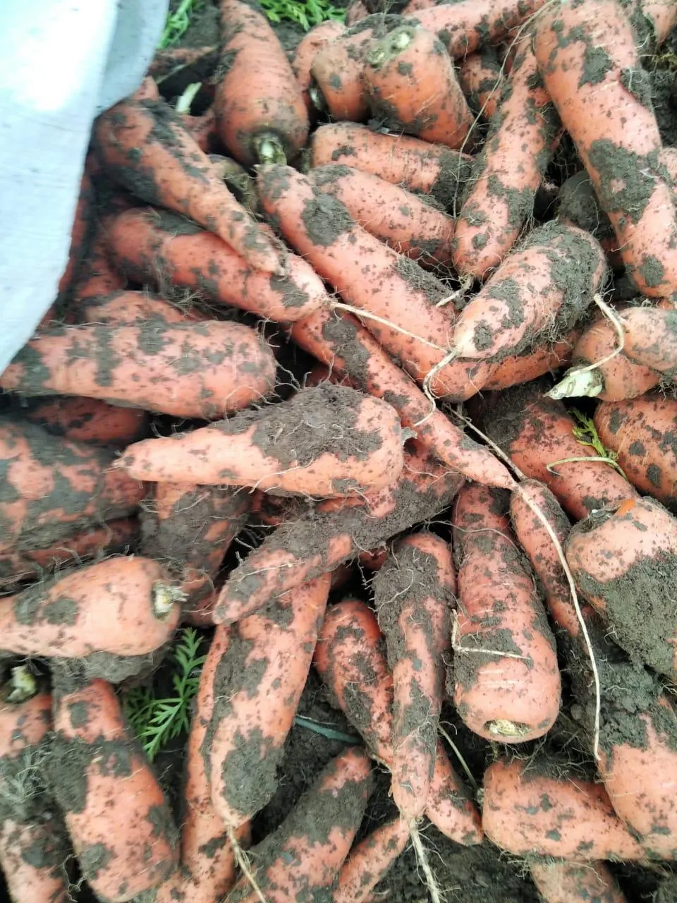 продается морковь в Джанкое