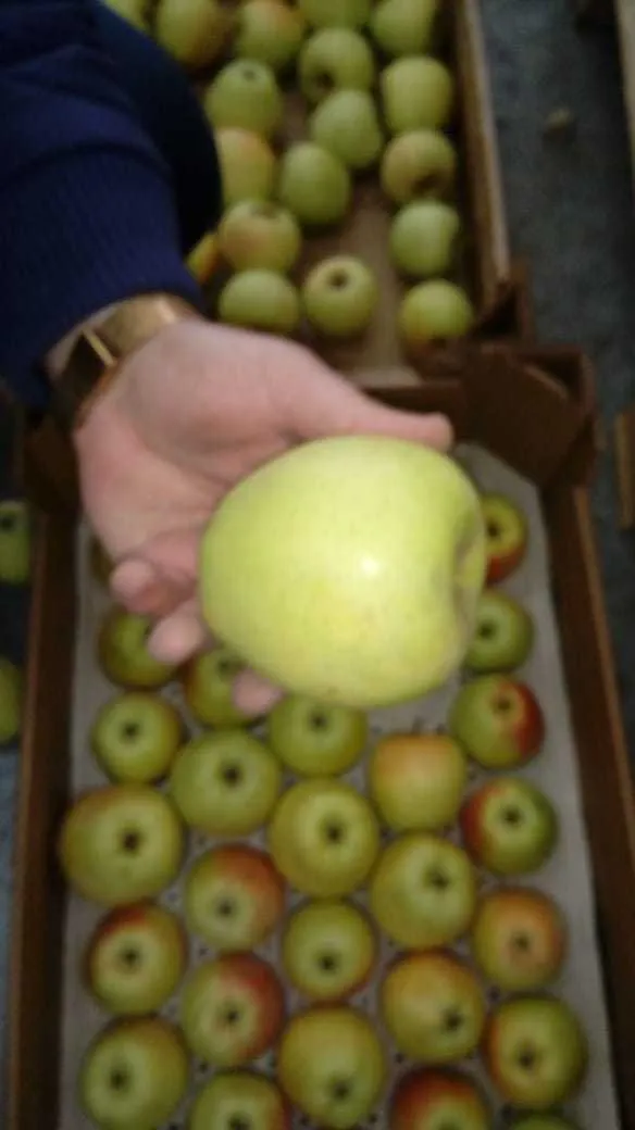 свежие местные яблоки в Феодосии 2