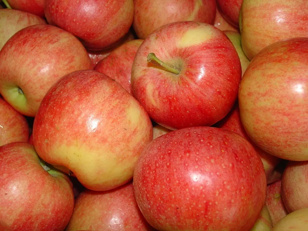 принимаем заказы на яблоко сорта Гала в Симферополе и республике Крым