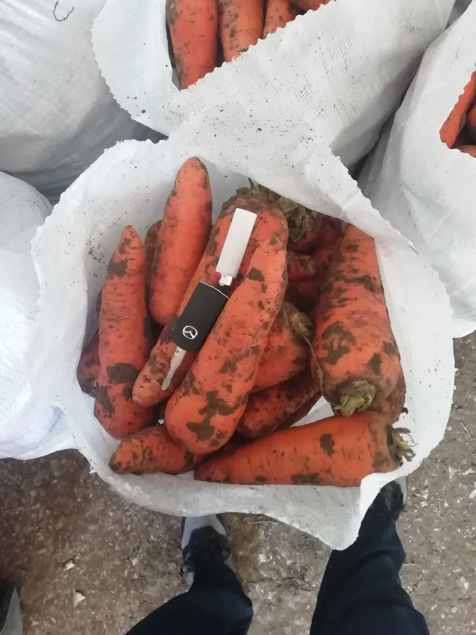 морковь сорт 