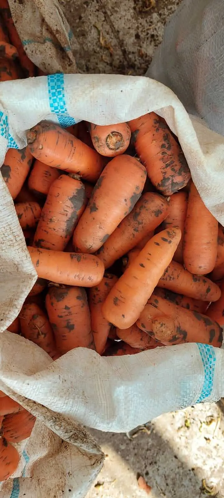морковь оптом 1 сорт сетевое качество в Симферополе и республике Крым 3