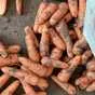 морковь оптом 1 сорт сетевое качество в Симферополе и республике Крым 2