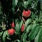 крымский персик из сада ОПТ в Джанкое