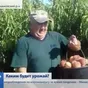 крымский персик из сада ОПТ в Джанкое 3