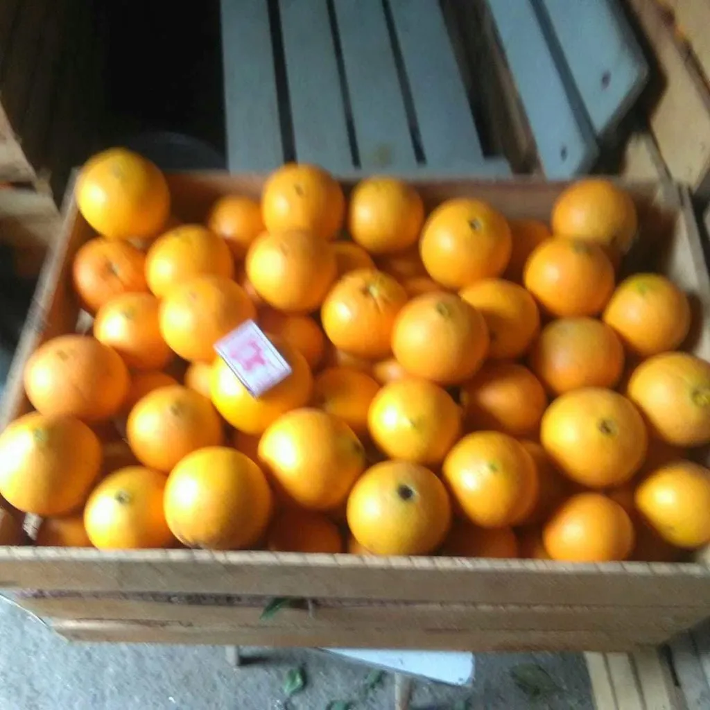 апельсины Абхазские от производителя в Симферополе