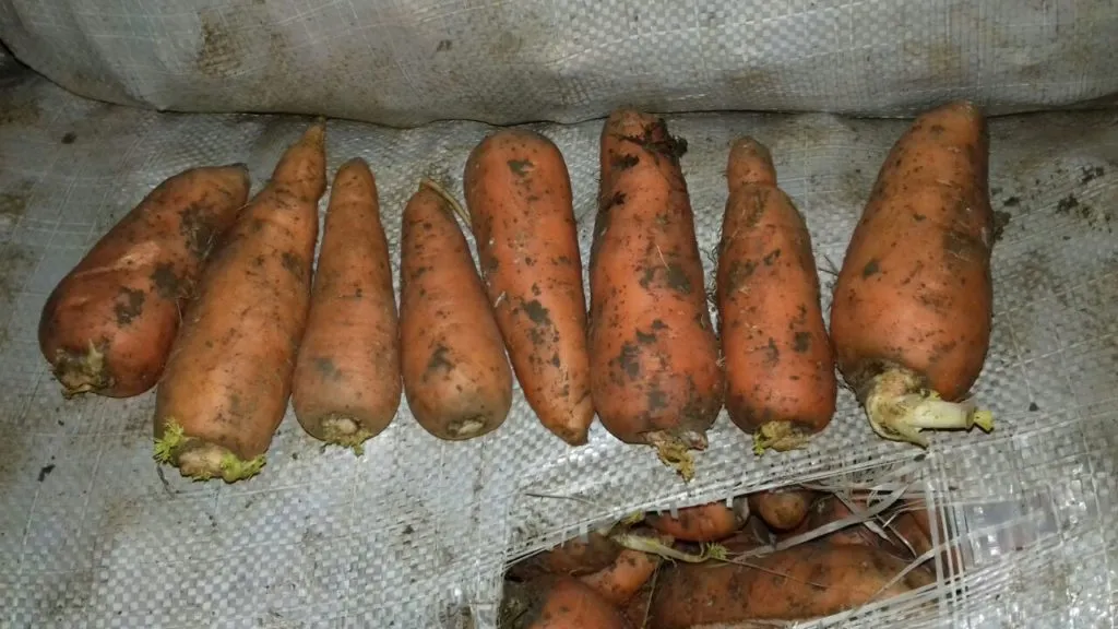 морковь, сорт абака, Волгоград в Симферополе