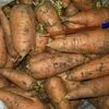 продажа моркови абако Крым, Волгоград  в Белогорске 5